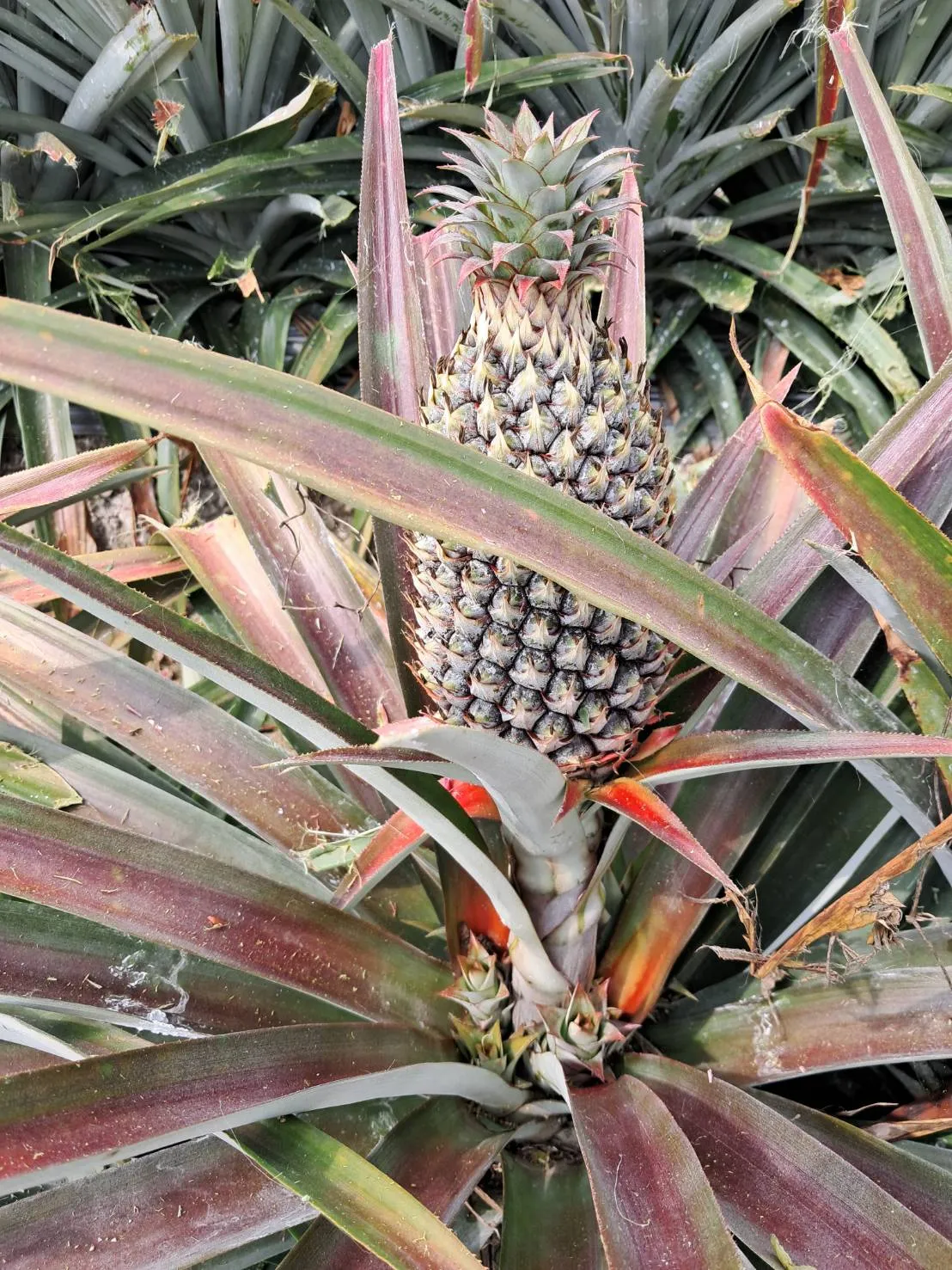 題陞有機鳳梨 (每箱 3-6顆) 約 10斤