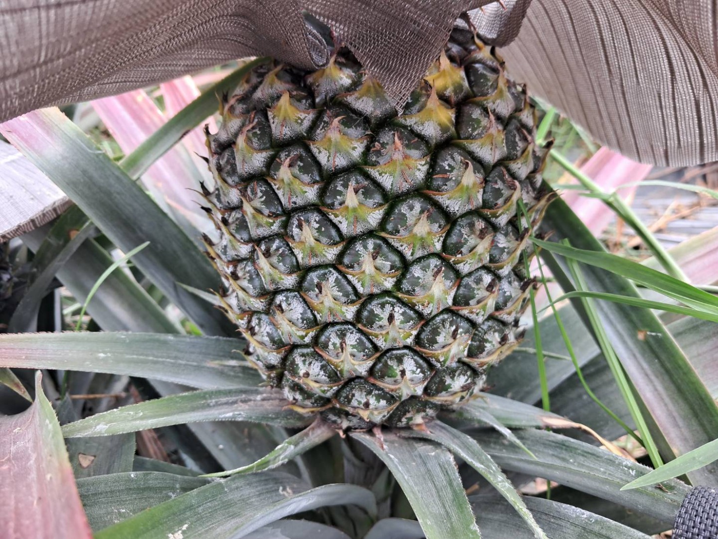 題陞有機鳳梨 (每箱 3-6顆) 約 10斤