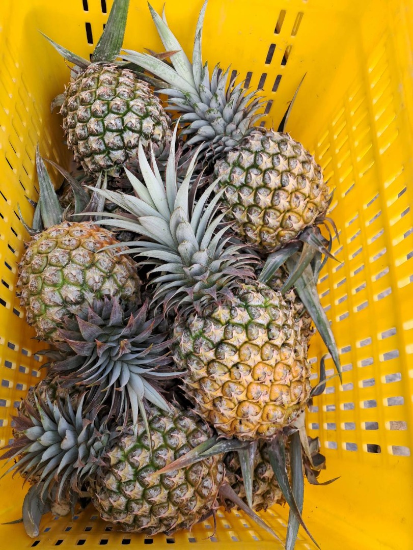 題陞有機鳳梨 (每箱 3-6顆) 約 10斤