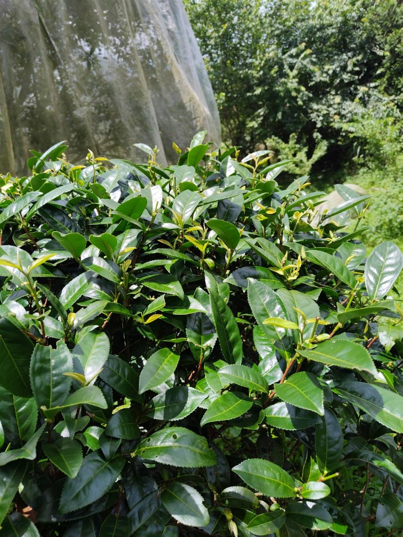 題陞茶葉禮盒 (送禮自用兩皆宜)
