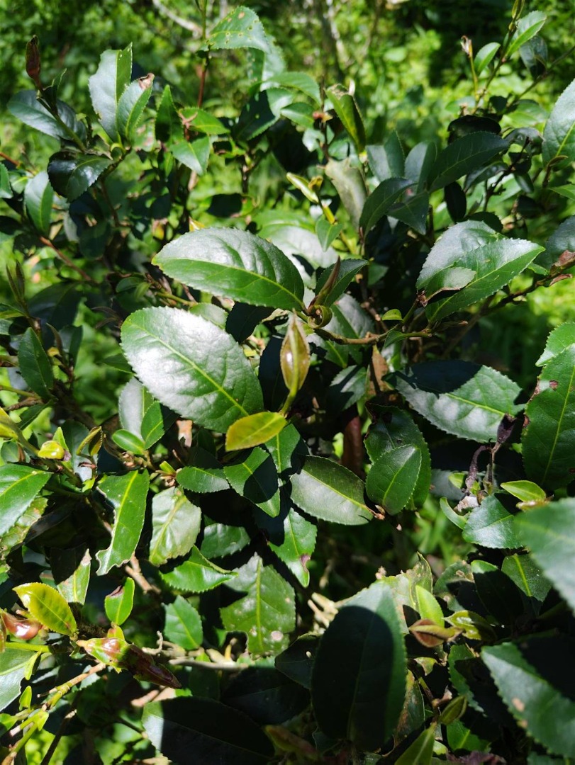 題陞茶葉禮盒 (送禮自用兩皆宜)