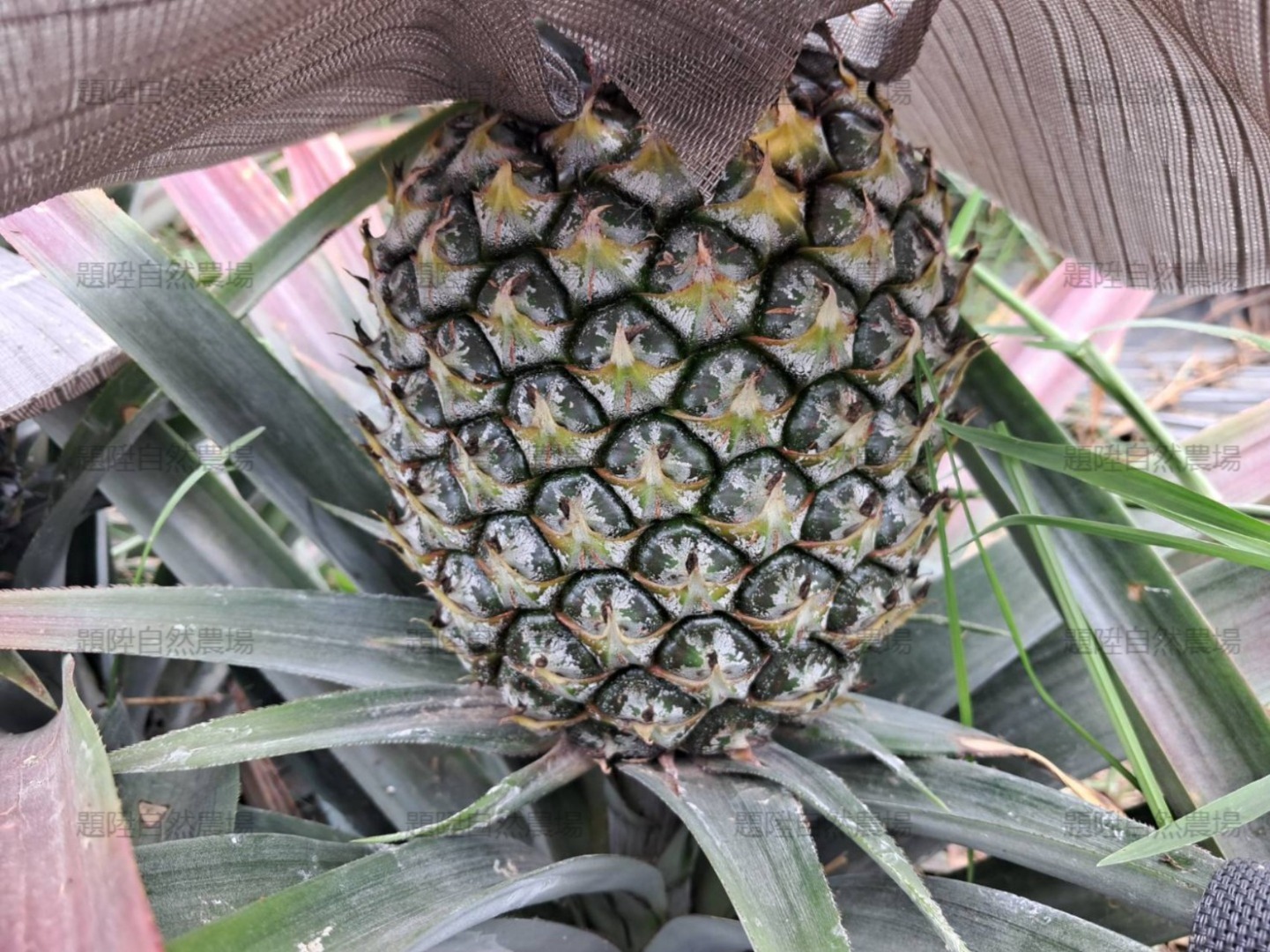 題陞有機鳳梨  無毒/自然熟成