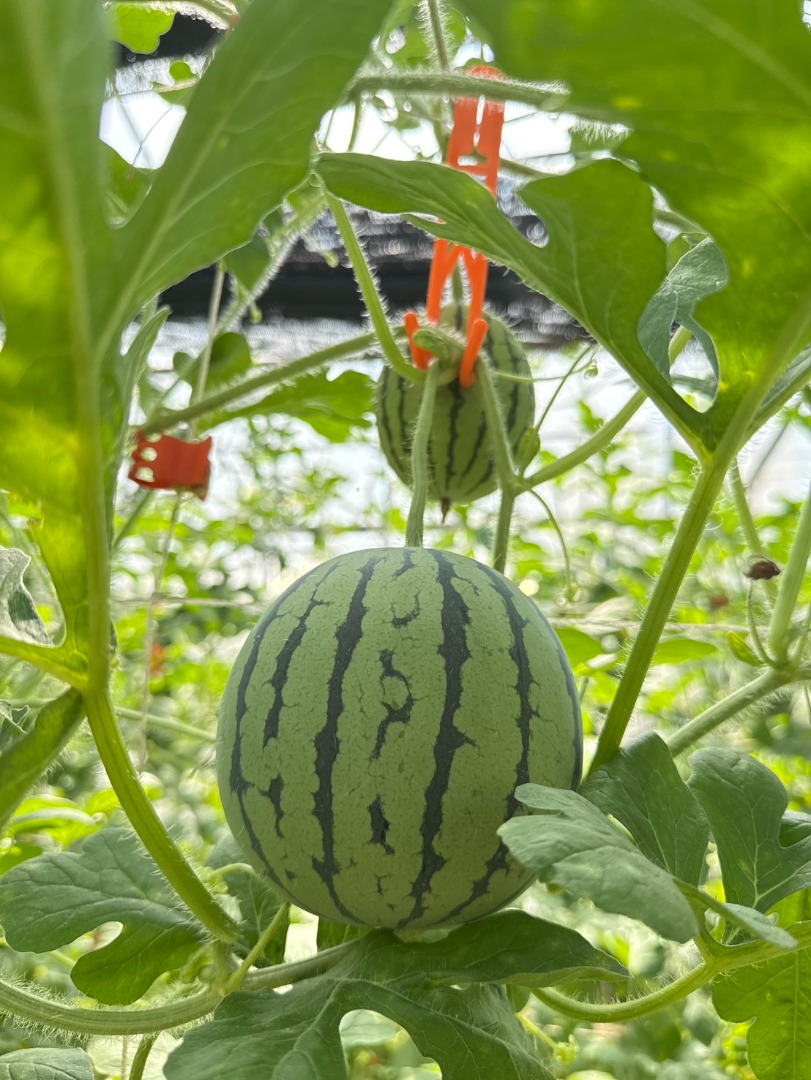 🍉亞虎紅肉小西瓜🍉(禮盒)
