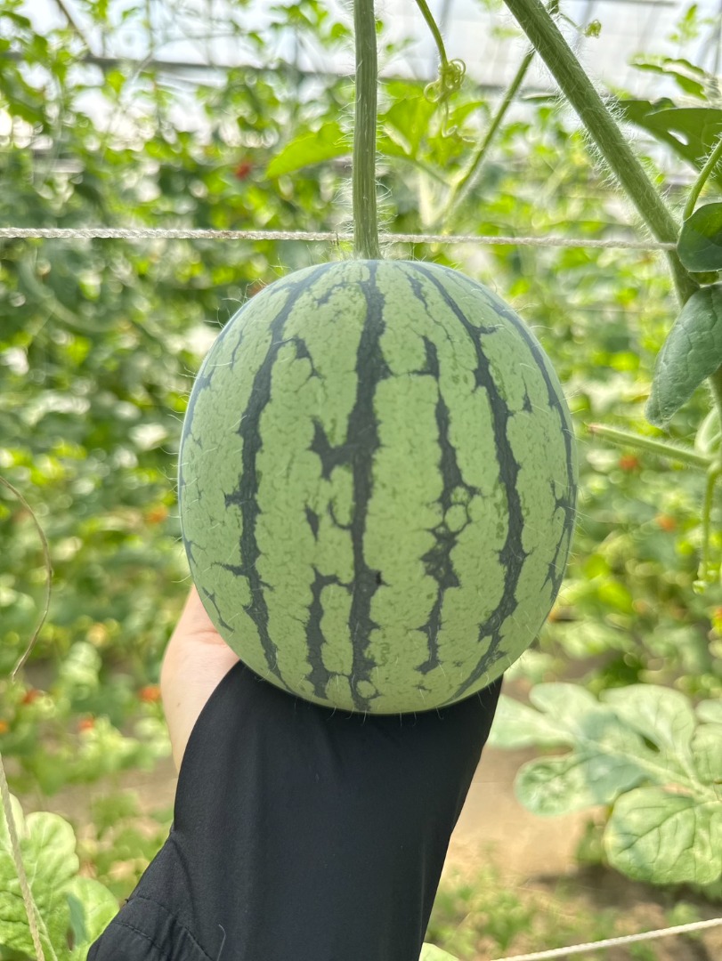 🍉亞虎紅肉小西瓜🍉(禮盒)