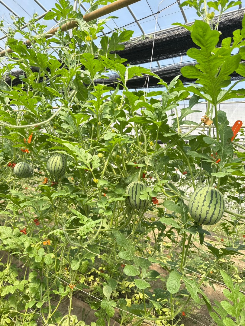 🍉亞虎紅肉小西瓜🍉(禮盒)