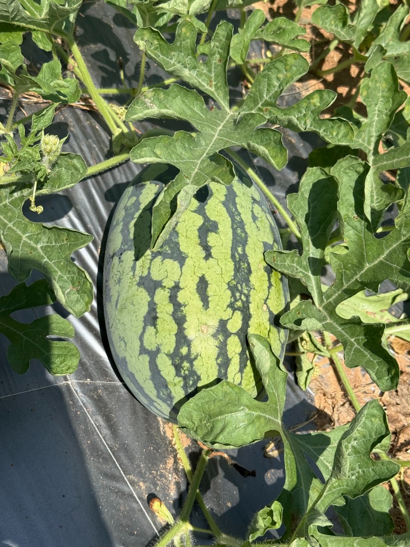 🍉甜美人西瓜🍉