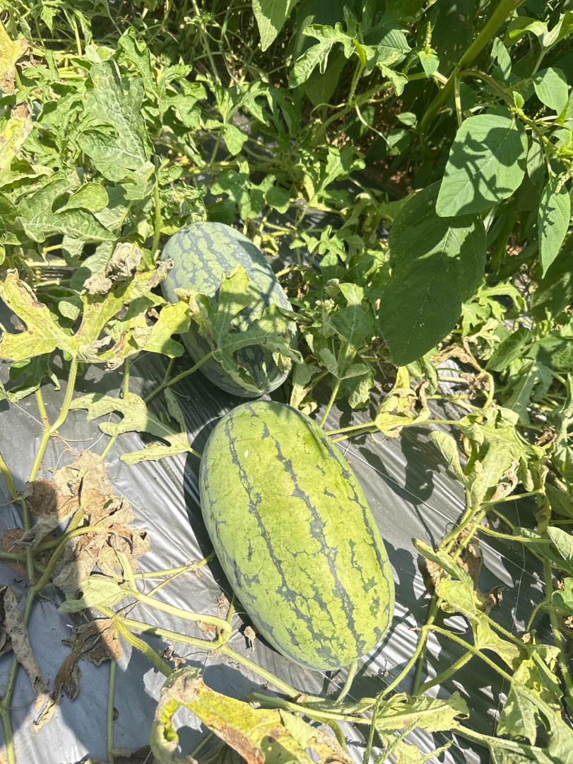🍉甜美人西瓜🍉