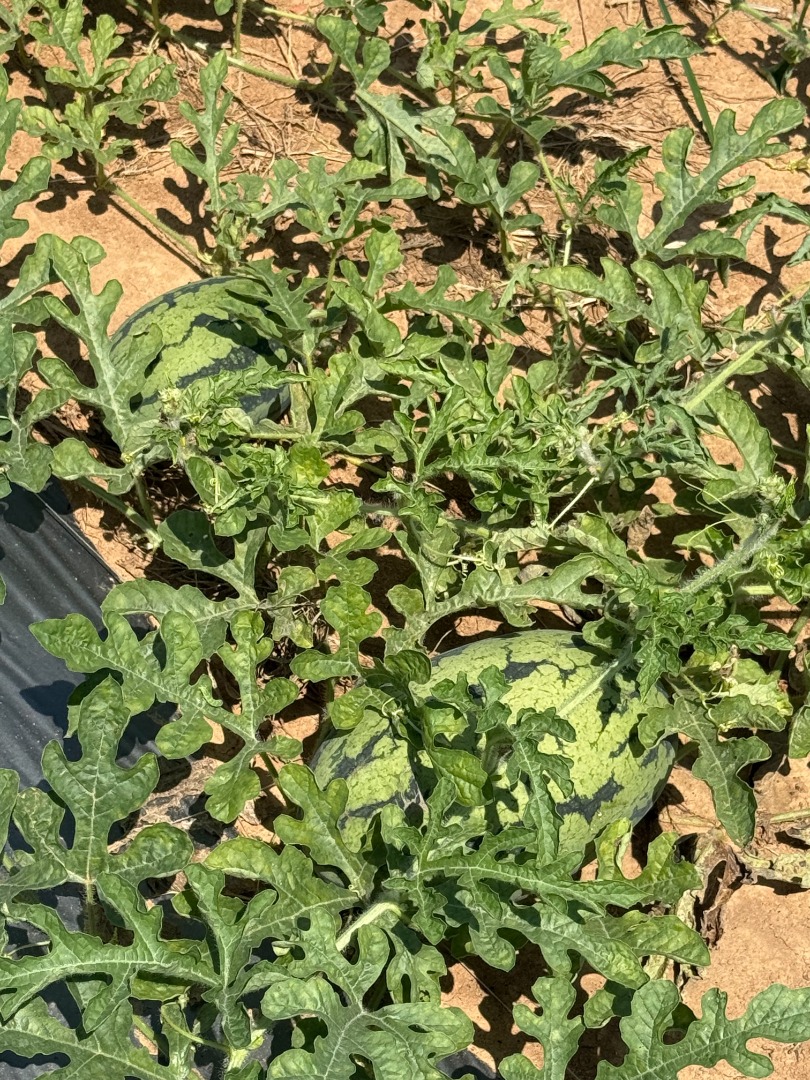 🍉甜美人西瓜🍉