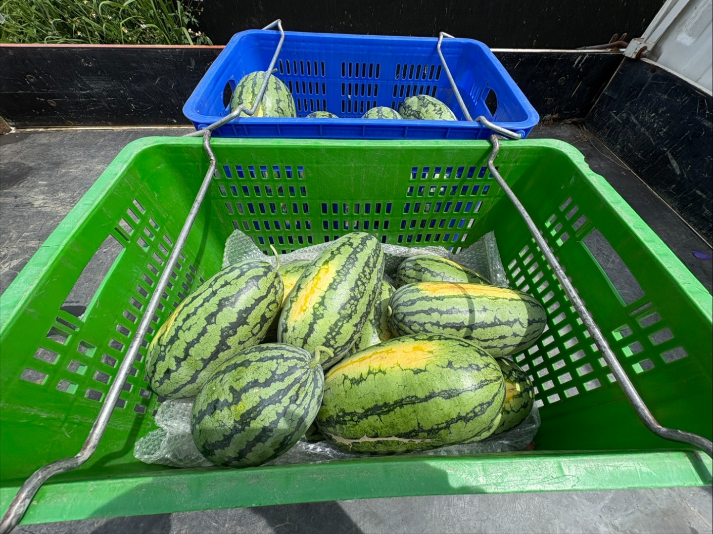 🍉甜美人西瓜🍉