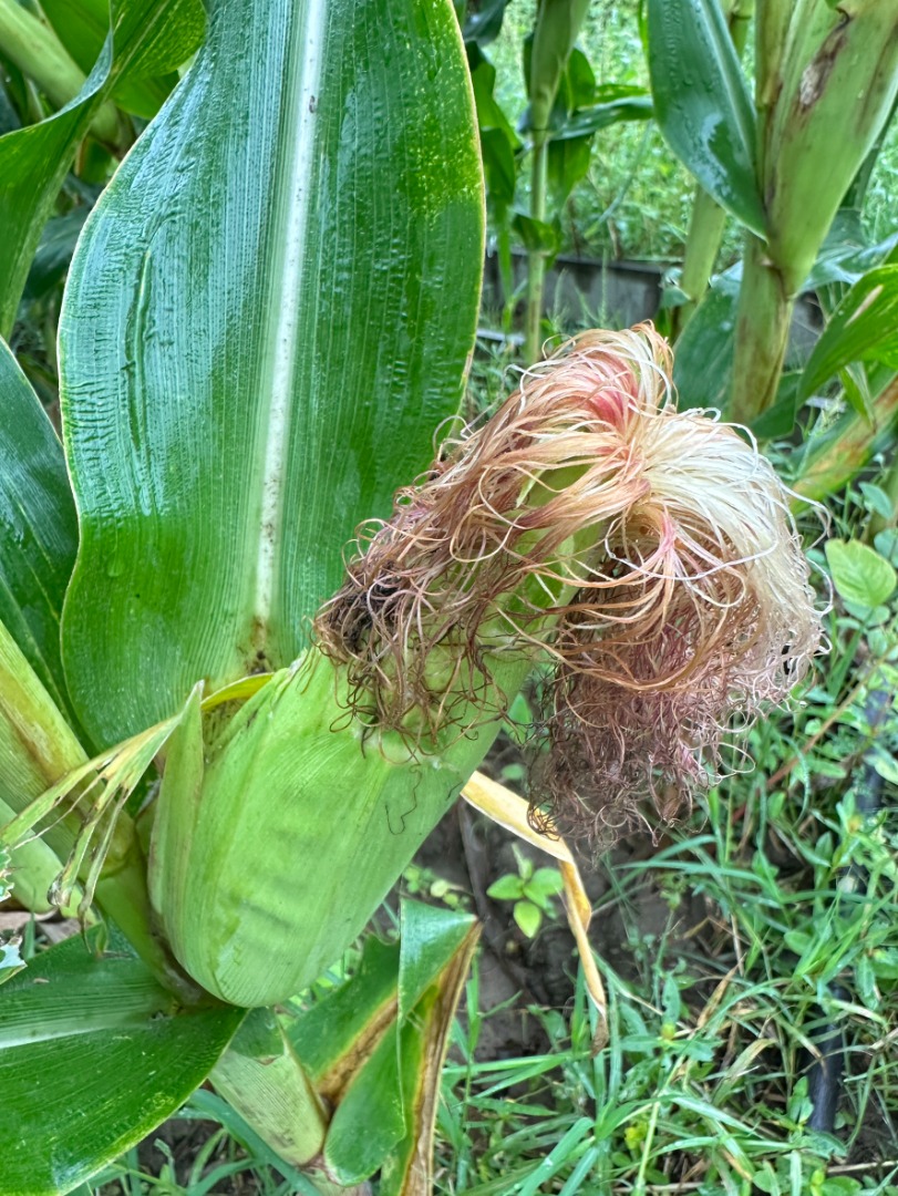 糯玉米🌽