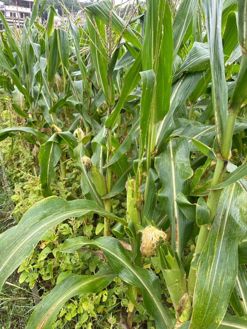 糯玉米🌽