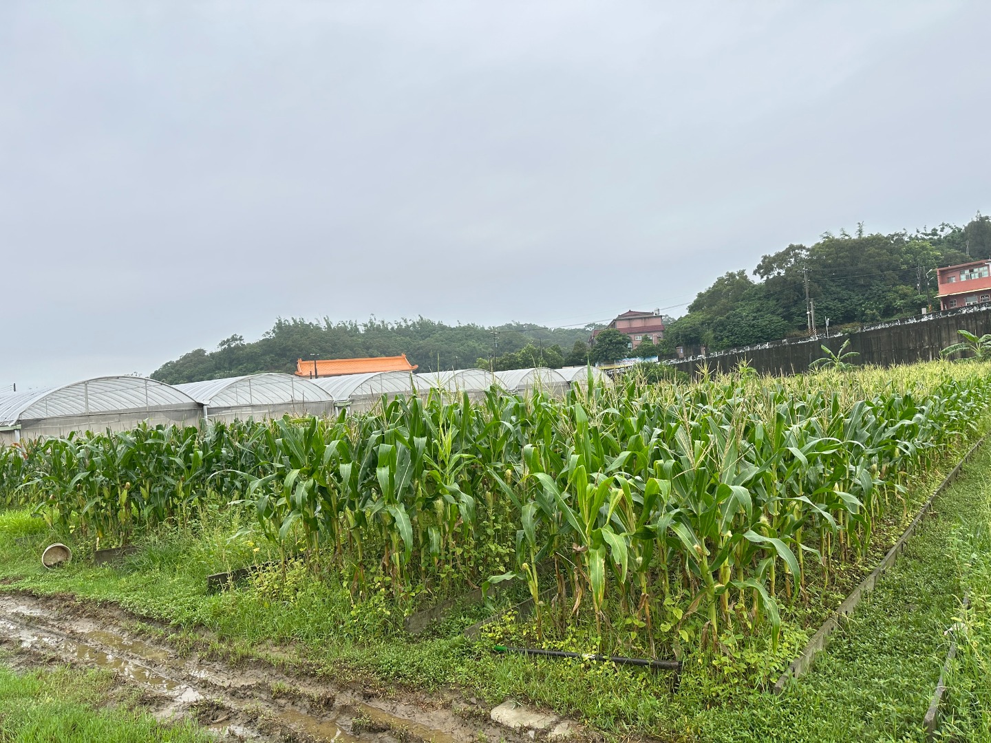 糯玉米🌽