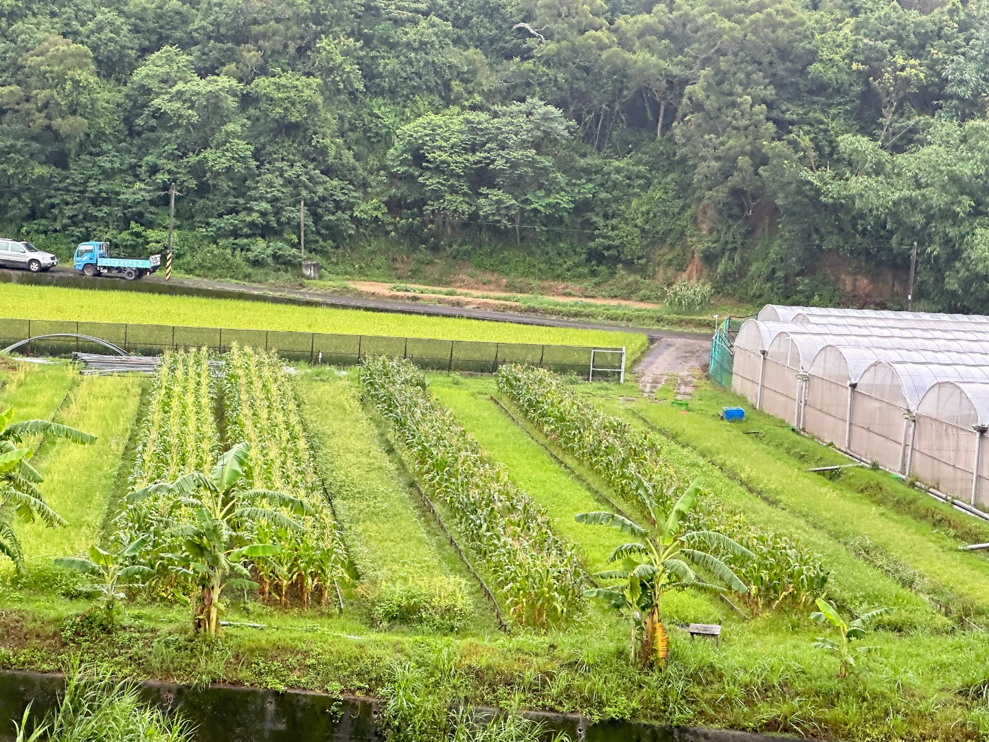 糯玉米🌽