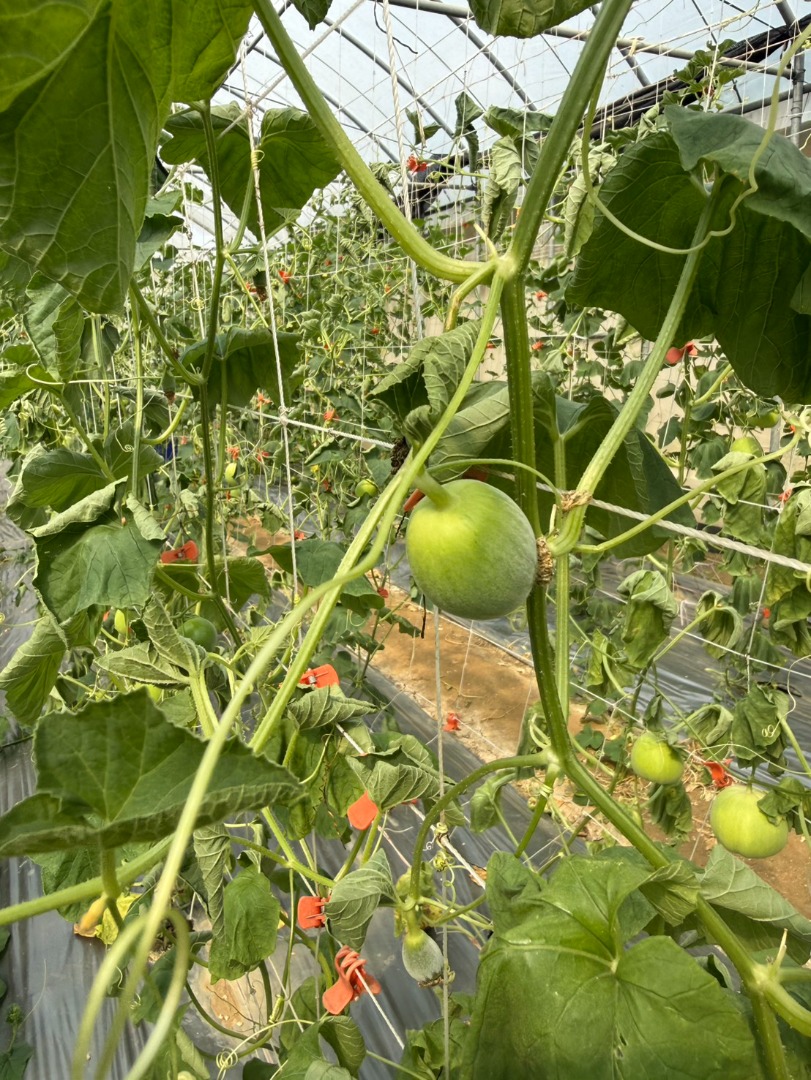 有機美濃瓜🍈