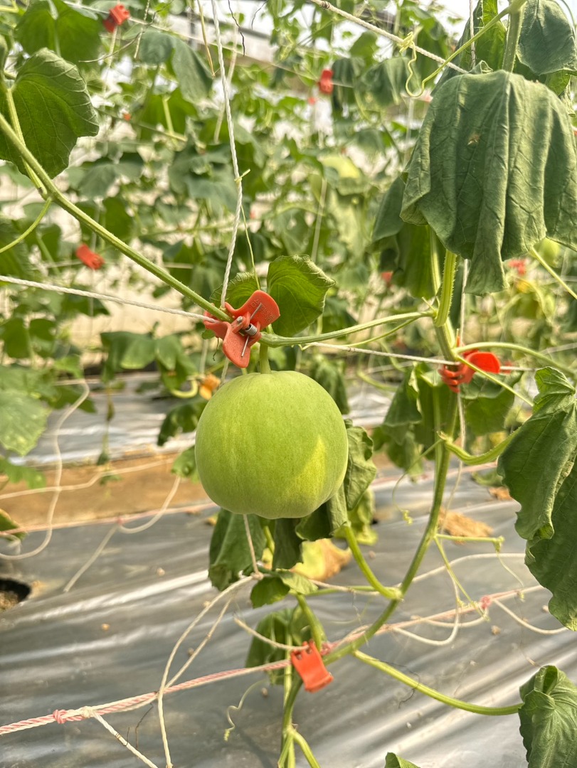 有機美濃瓜🍈