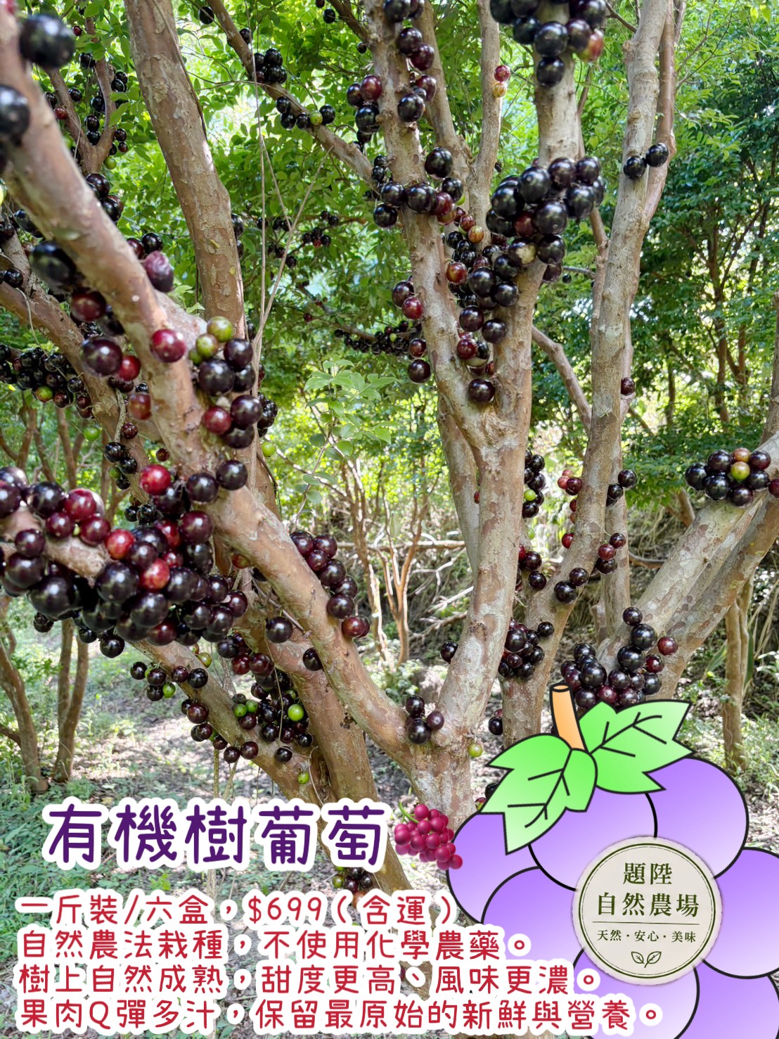 限量樹葡萄 一斤裝/6盒 $699(含運)