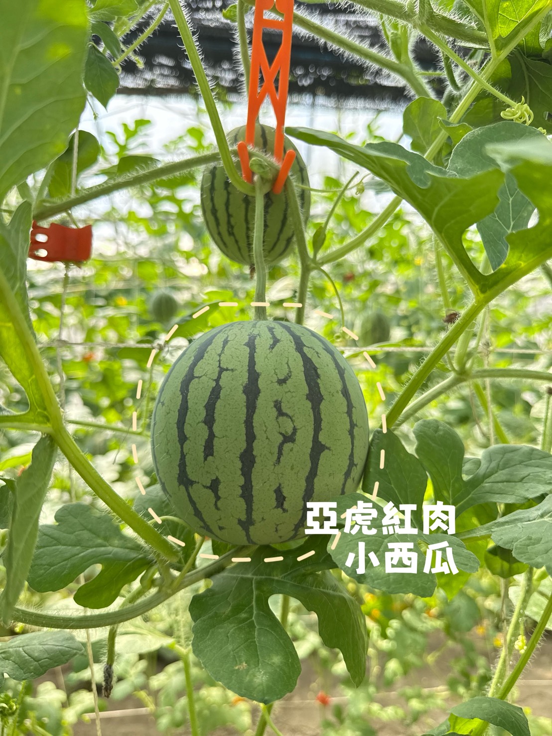 🍉亞虎紅肉小西瓜🍉(禮盒)