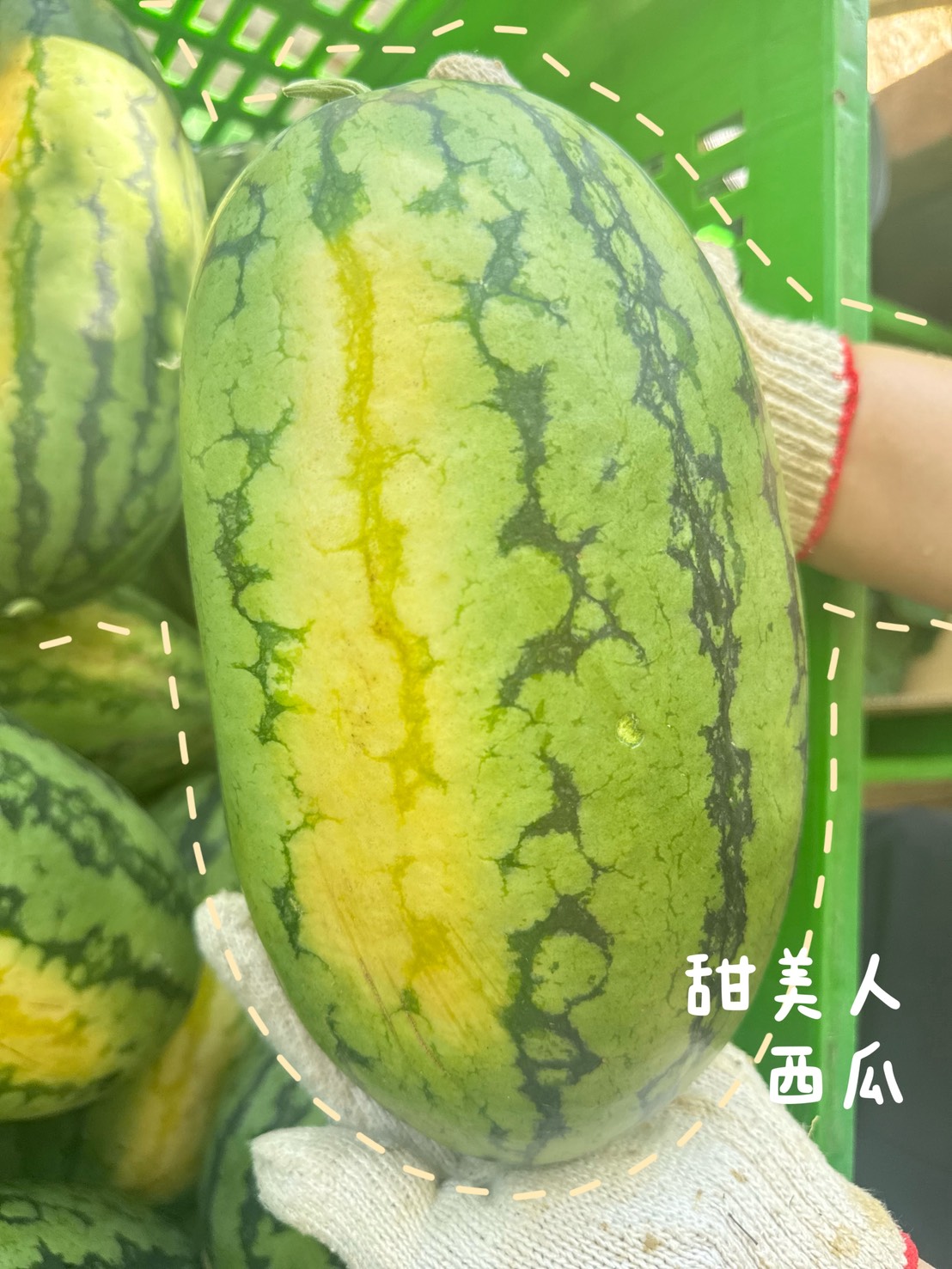 🍉甜美人西瓜🍉