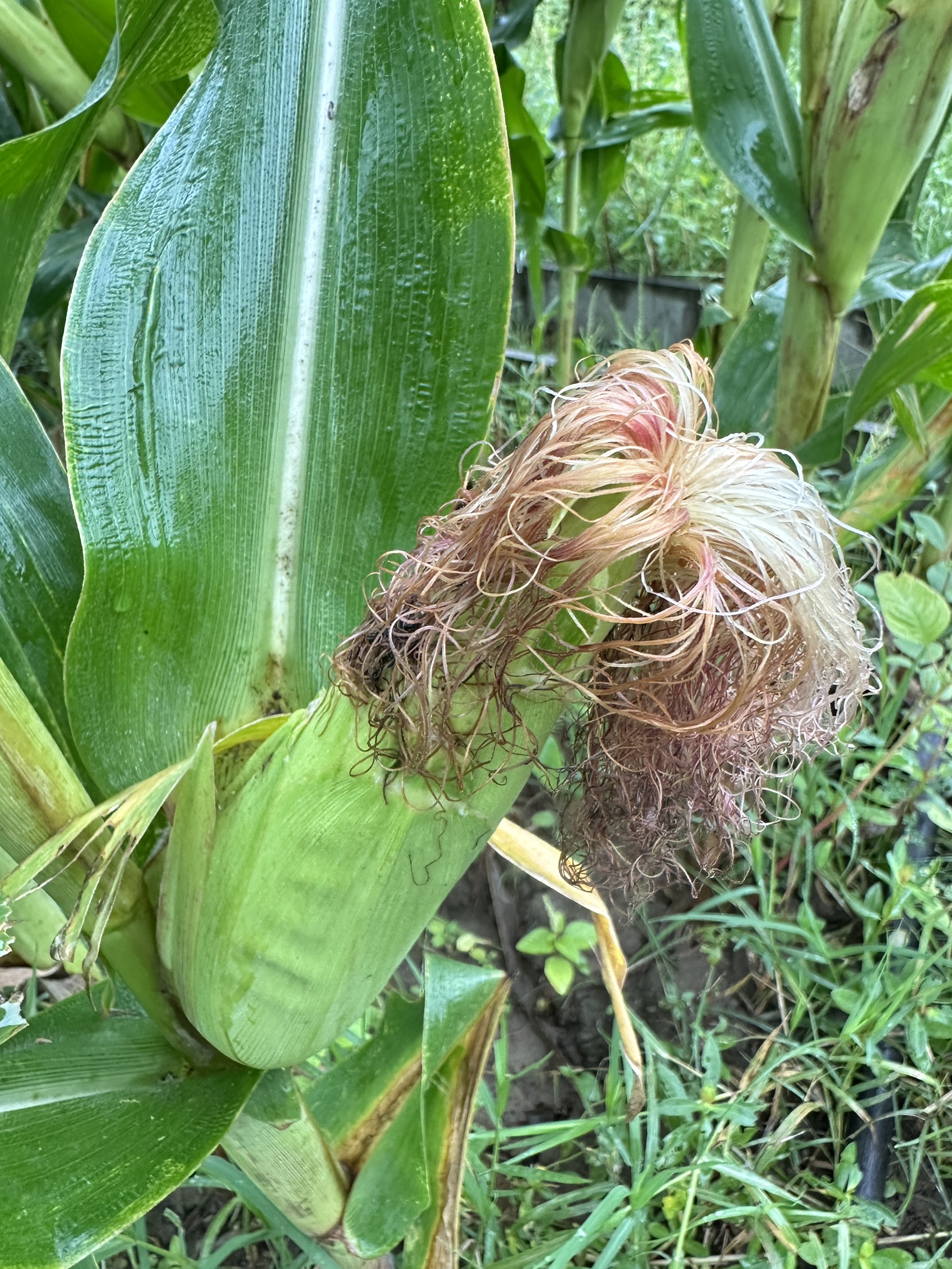 糯玉米🌽