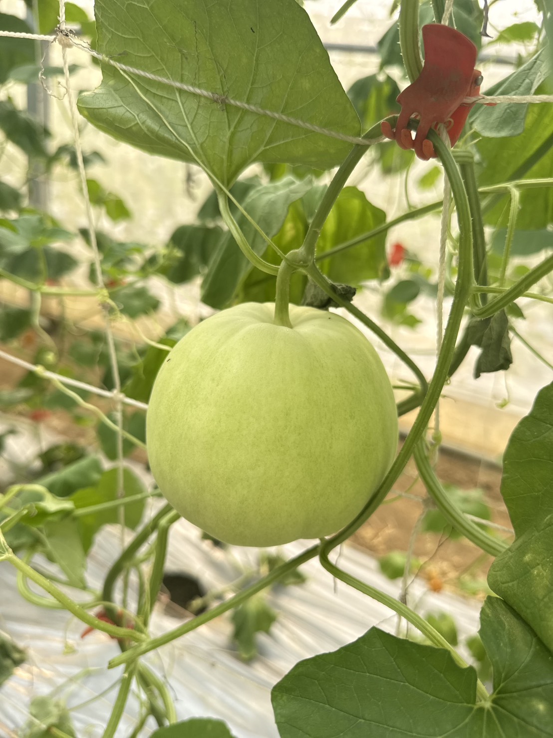 有機美濃瓜🍈