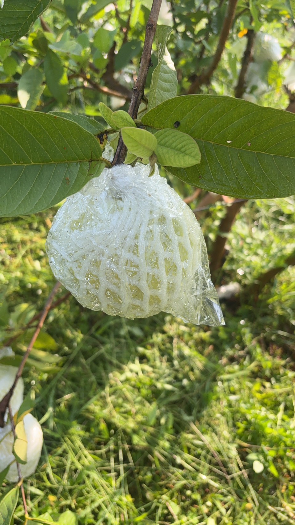 期間限定:(冷藏)有機葉菜三份+有機芭樂